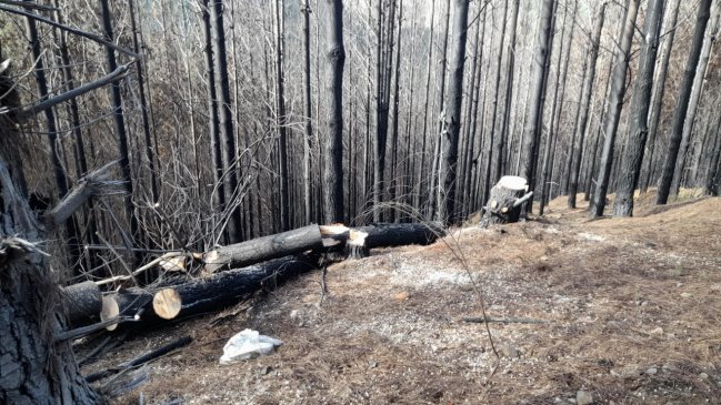 Siete empresas madereras fueron imputadas por receptación de madera robada
