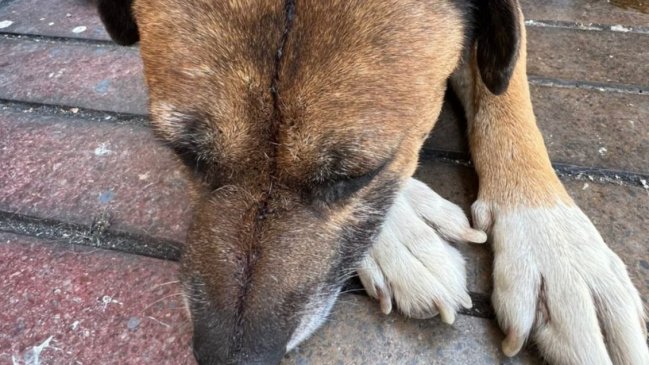 Maltrato por omisión: Hombre no llevó al veterinario a su perro atropellado y fue detenido