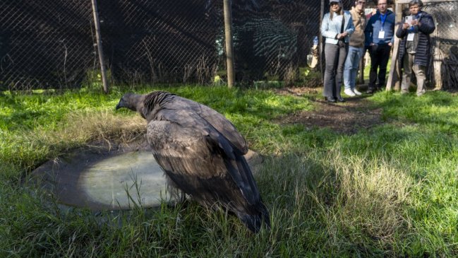 Cóndor nacido en el Zoo de Quilpué avanza camino a su liberación