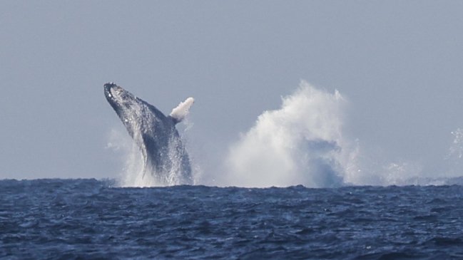 Día de las ballenas y delfines: Los aliados contra el cambio climático que están bajo amenaza