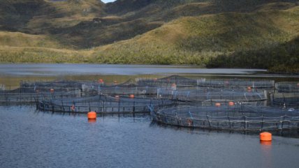 Oceana advierte preocupante alza de uso de antibióticos en salmonicultura nacional