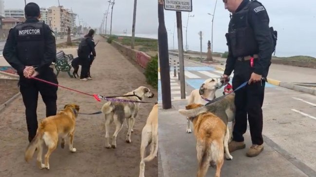 La Serena: Evacúan a perritos abandonados por alerta de tsunami