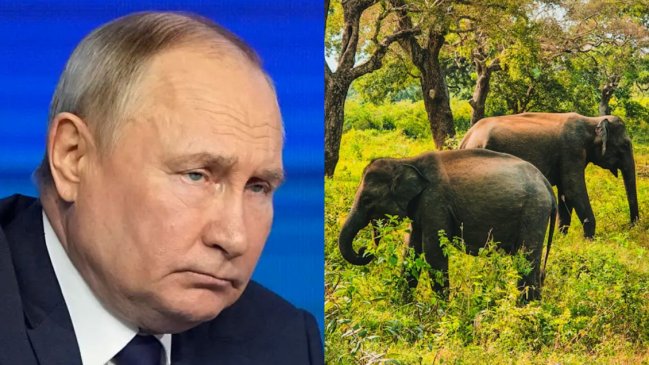 Laos le regalará dos elefantes a Putin por aniversario de relaciones diplomáticas