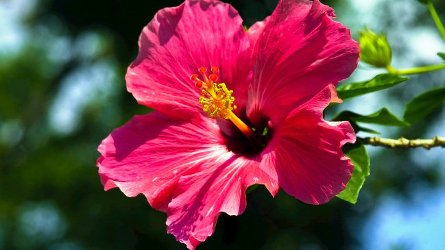 Flor de Jamaica: beneficios, propiedades y precauciones de la popular infusión