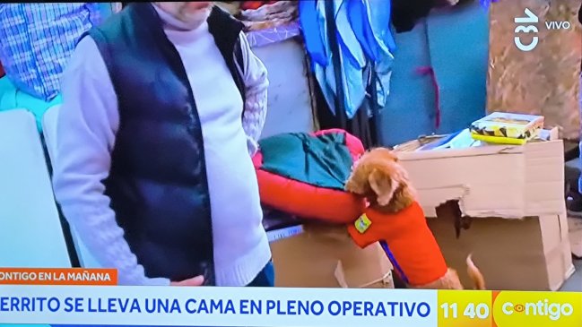 ¿Un perrito ladrón? El divertido momento que dejó el operativo en Barrio Meiggs