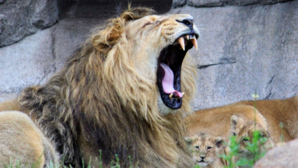   Zoológico llamó a donar mascotas para alimentar a sus depredadores 