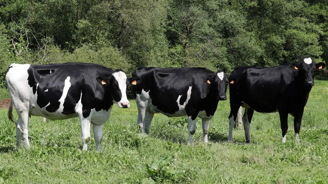 Chile suspende importación de carne argentina: un choque sanitario con alcance regional