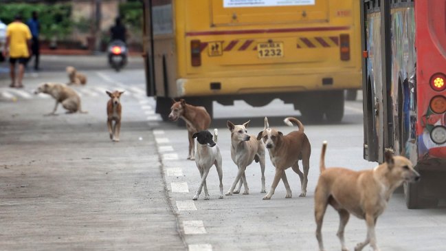 Supremo de la India dio pie atrás con orden de captura a perros callejeros