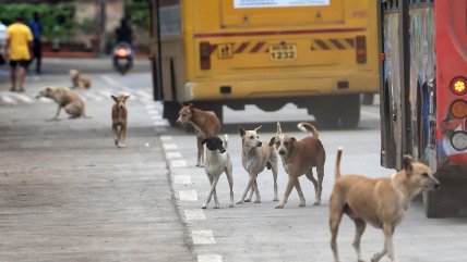   Supremo de la India dio pie atrás con orden de captura a perros callejeros 