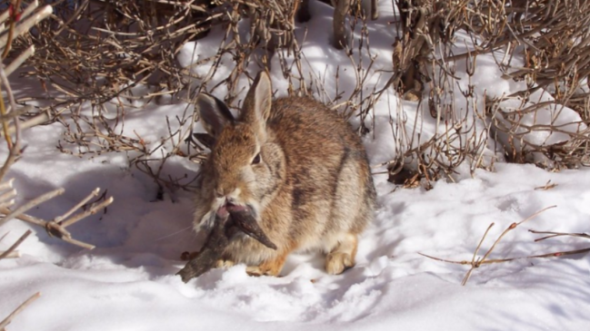 Con aparentes cuernos o tentáculos: EE.UU. reporta 