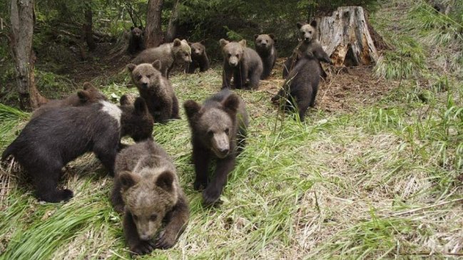 Japón: Hallan cadáver en monte en el que oso atacó y arrastró a un joven