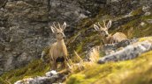 Optimismo sobre el huemul y su futuro tras hallazgos de subpoblaciones en la Patagonia