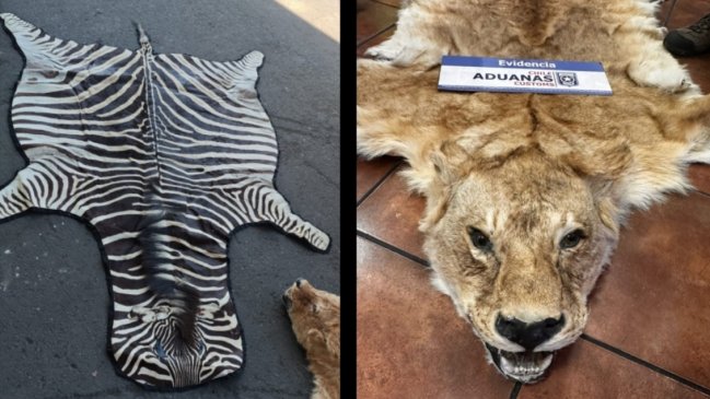 Exembajador fue formalizado por contrabando de pieles de animales