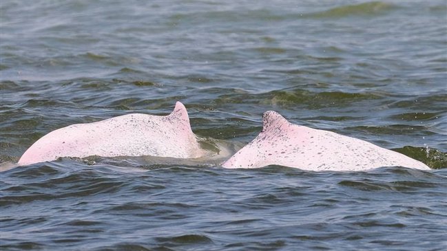 Diez delfines blancos chinos se convierten en los primeros 