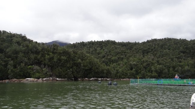 SMA ordenó clausurar dos centros de salmonera extranjera en Aysén