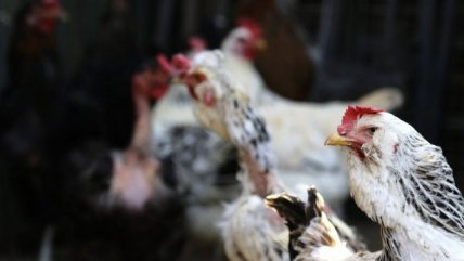 Superado el brote de influenza aviar, SAG reanuda compras de pollo brasileño  