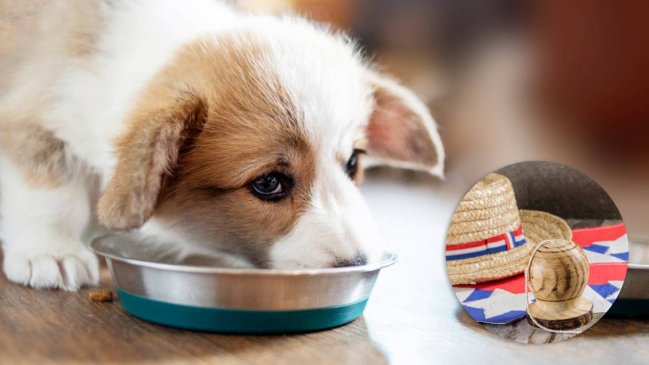 Veterinarios alertan sobre alimentos dañinos para mascotas en Fiestas Patrias