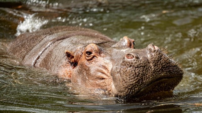 Costa de Marfil: Once personas desaparecidas en naufragio causado por un hipopótamo