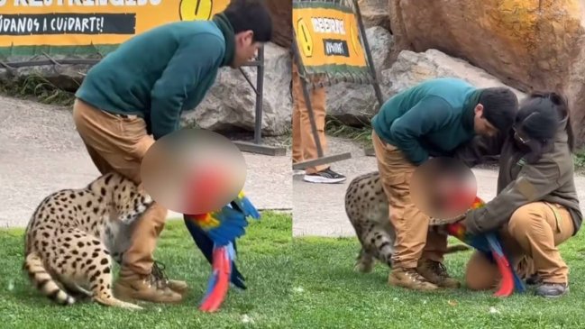 Serval atacó y mató a guacamayo en plena actividad en Buinzoo