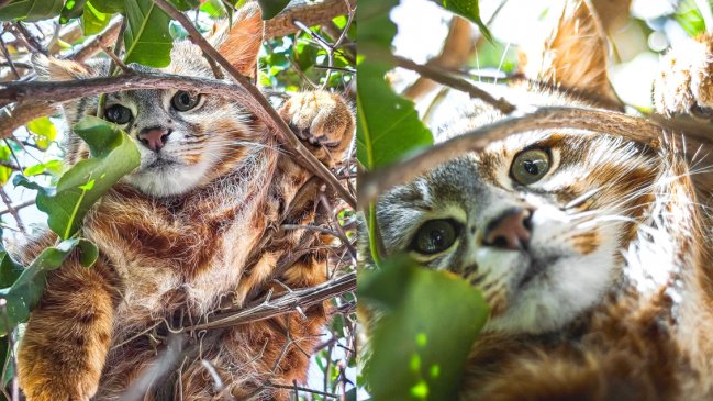 Captan a tierno gato Colocolo en el jardín de una casa de Papudo