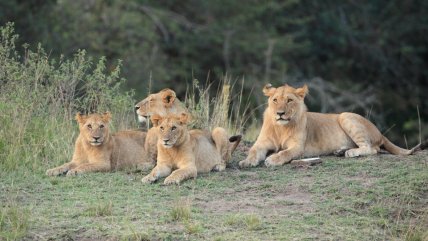   Leones matan a trabajador de zoológico frente a turistas en Tailandia 