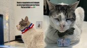 Branquinho Errázuriz: El gato recepcionista de la embajada de Brasil en Chile