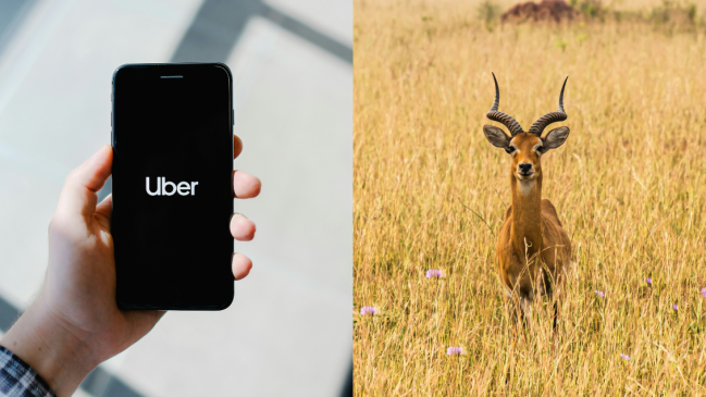 Uber incursiona en safaris: Ofrecerá expediciones en el Parque Nacional de Nairobi