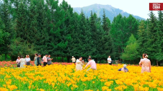 China Hoy: Enverdeciendo Aksu, un árbol a la vez