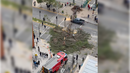 Ñuñoa: Viento provocó caída de un árbol sobre una camioneta  