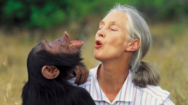 Murió Jane Goodall, la mayor experta del mundo en chimpancés