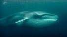 Por Dominga: Greenpeace muestra la ruta de alimentación de la ballena fin