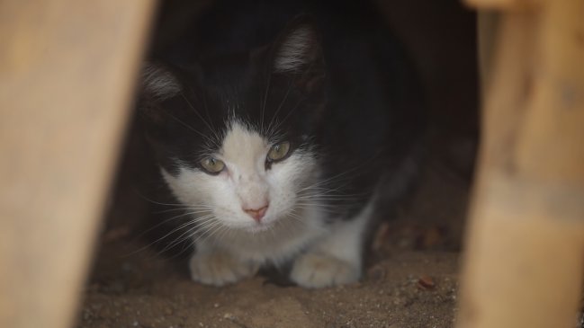 Abuela denunció a nieto por matar a su gata y confesarlo de modo burlesco