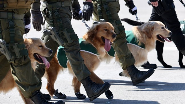 Perros de Carabineros han detectado más de seis toneladas de droga en 2025