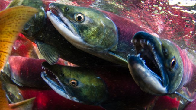 Investigan sabotaje tras escape de 42.000 salmones de centro de cultivo en Calbuco