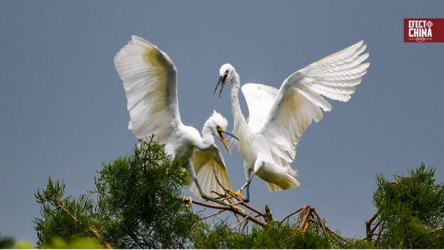 Reconocimiento facial de aves por IA mejora en China el seguimiento migratorio
