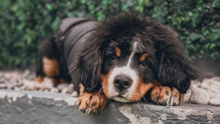   Batalla legal en Bélgica: Mujer quiere sacrificar a su perrita sana antes de suicidarse 