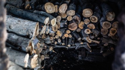   Gremio maderero pide fomentar la demanda interna para capear aranceles de Trump 