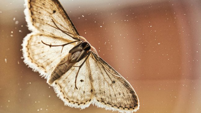 Polizón alado en el avión presidencial: Polilla retrasó entrega de maletas en regreso de Boric a Chile