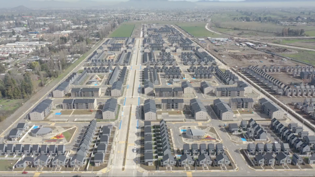 Chile frente a la actualización de la Ley Cholito: un debate entre protección animal y desafíos sociales