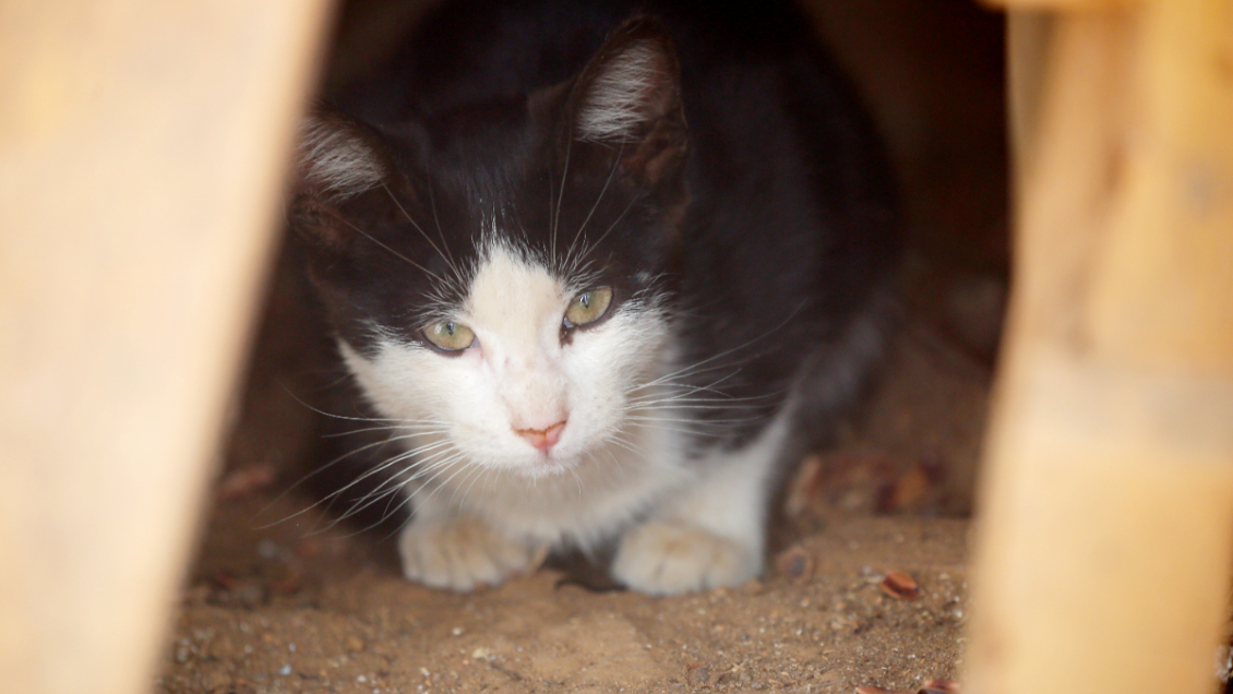 Mujer amenaza a su ex con deshacerse de sus gatos por dinero