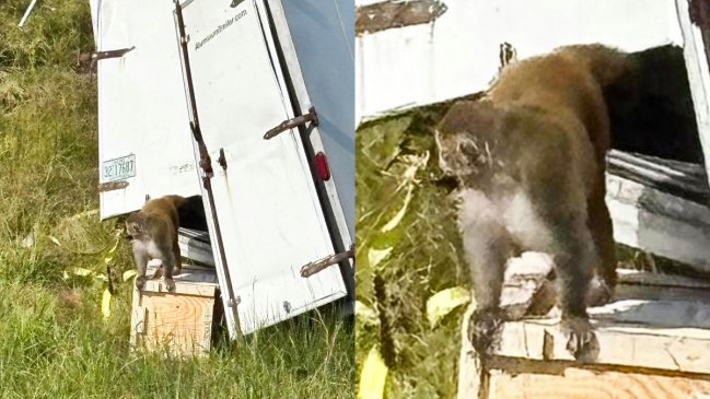 Buscan intensamente a mono de laboratorio que escapó tras accidente de camión en Misisipi