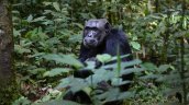 Tras serie de experimentos, científicos afirman que los chimpancés son pensadores racionales