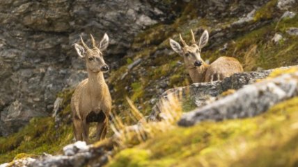   El inédito hospital para tratar y rehabilitar a huemules enfermos o heridos en Aysén 