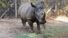 ¡Adiós Atanasio! Rinoceronte viajará del Buinzoo a Brasil