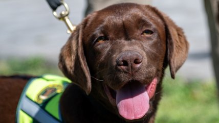   Brigada Canina del SAG celebró 20 años de existencia 