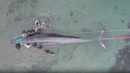  Ballena que varó en Mejillones murió a pesar de los esfuerzos de rescate 