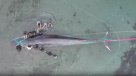 Ballena que varó en Mejillones murió a pesar de los esfuerzos de rescate
