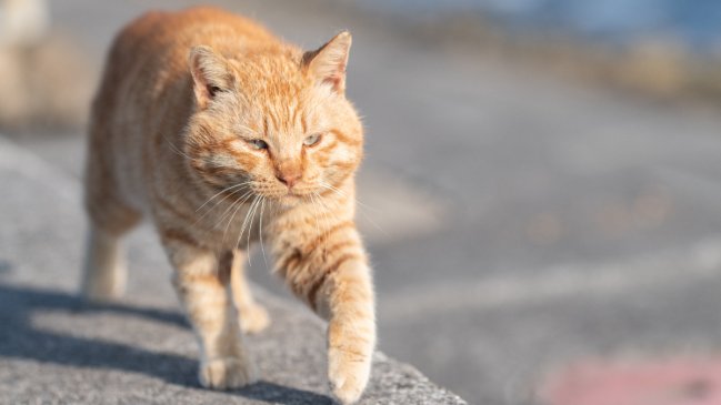 Gato quedó bajo “arresto domiciliario” tras queja de un vecino en Francia