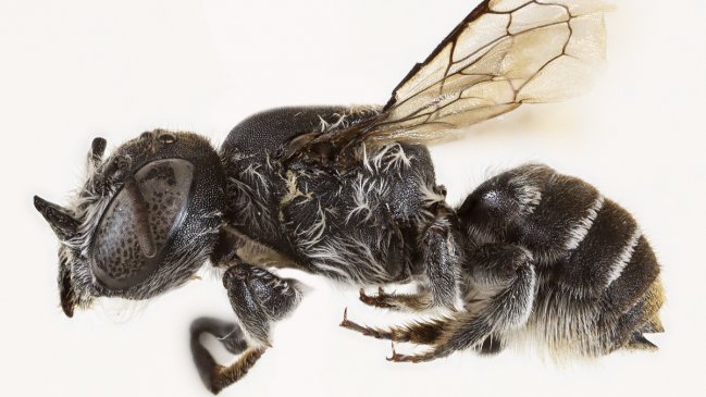 "Megachile lucifer": Descubren nueva especie de abeja con cuernos "demoníacos"