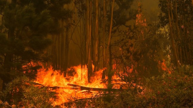 Alto Biobío: Incendio forestal ha consumido más de 200 hectáreas